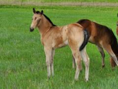 Cedar Bartender JW <BR> AQHA PENDING
